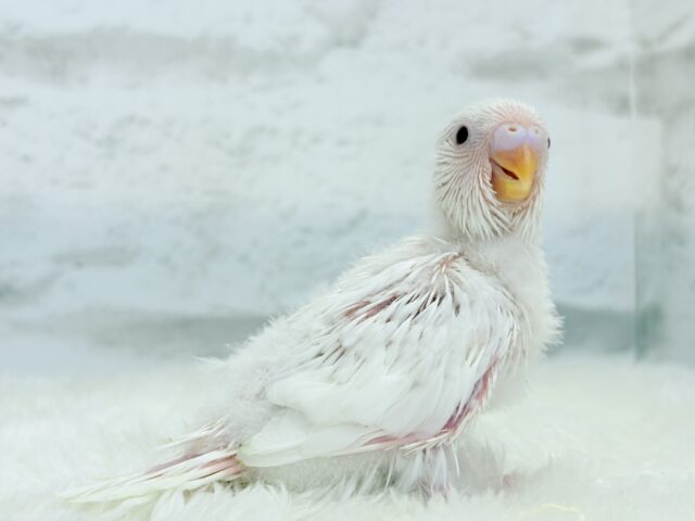 【最新画像・動画更新🪄】ホワイトペンギンちゃん🐧🤍セキセイインコ(アルビノ) ヒナ セキセイインコ