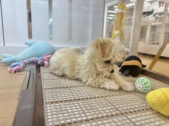 マルプー