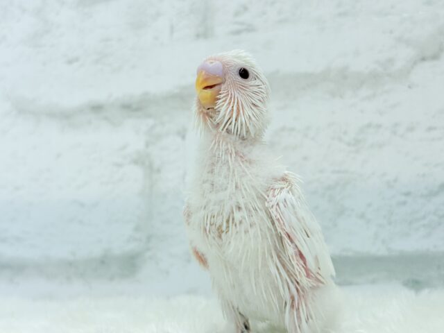 【最新画像・動画更新🪄】ホワイトペンギンちゃん🐧🤍セキセイインコ(アルビノ) ヒナ セキセイインコ