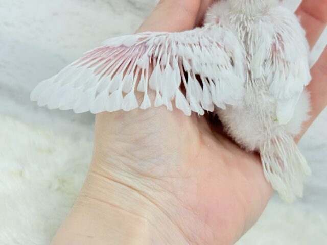 【最新画像・動画更新🪄】ホワイトペンギンちゃん🐧🤍セキセイインコ(アルビノ) ヒナ セキセイインコ