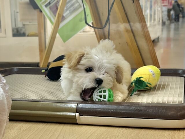 マルプー