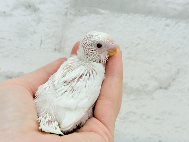 【最新画像・動画更新🪄】ホワイトペンギンちゃん🐧🤍セキセイインコ(アルビノ) ヒナ セキセイインコ