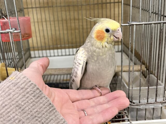 最新画像更新✨ムキッと♡パールたっぷりなオカメインコ(シナモンパール) オカメインコ
