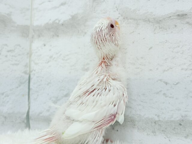 【最新画像・動画更新🪄】ホワイトペンギンちゃん🐧🤍セキセイインコ(アルビノ) ヒナ セキセイインコ