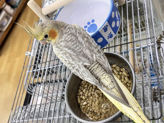 最新画像更新✨ムキッと♡パールたっぷりなオカメインコ(シナモンパール) オカメインコ