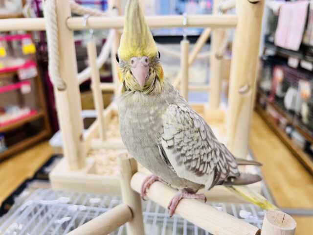最新画像更新✨ムキッと♡パールたっぷりなオカメインコ(シナモンパール) オカメインコ