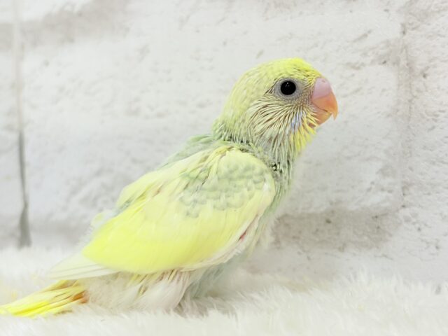 可愛さ120点💖フラワーレインボー🐣🌼セキセイインコ(パステルカラーレインボーパイド) ヒナ セキセイインコ