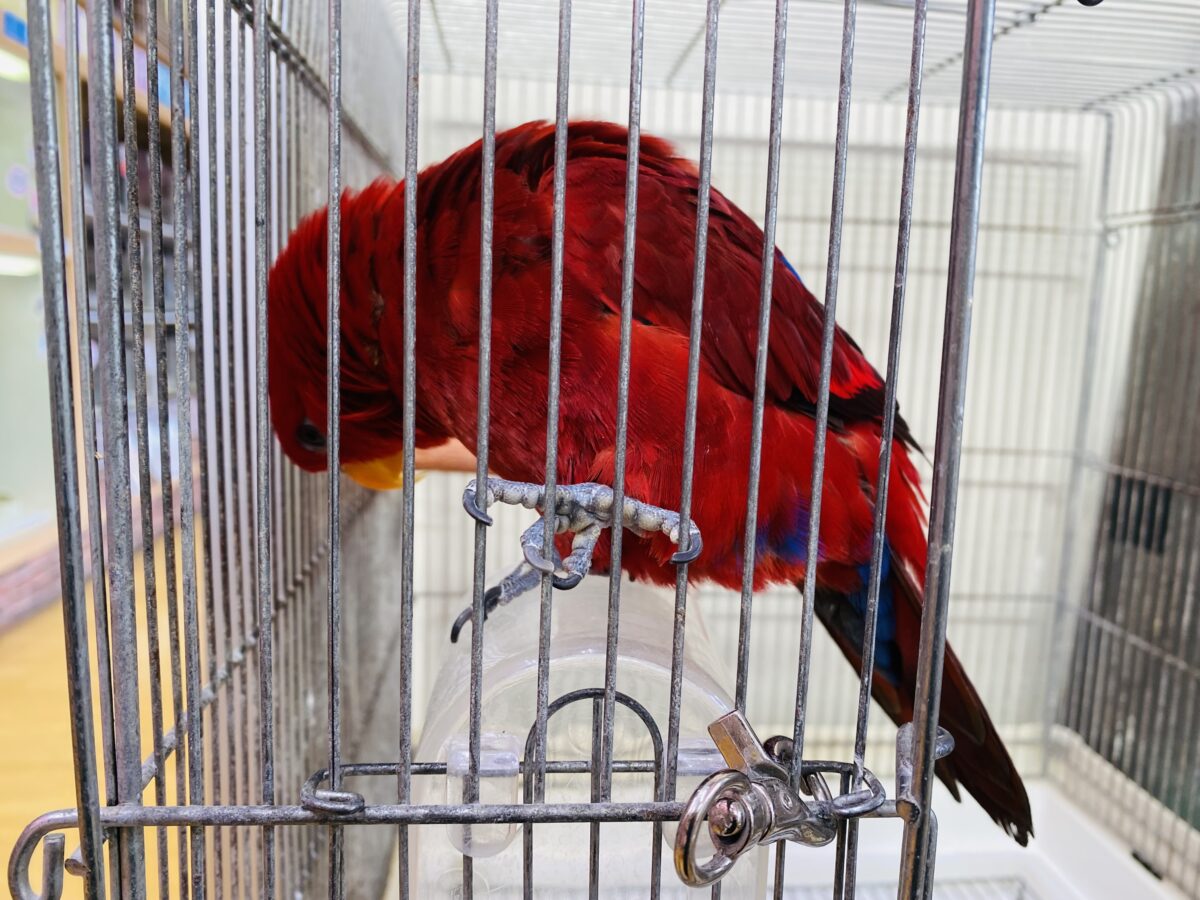 ヒインコ