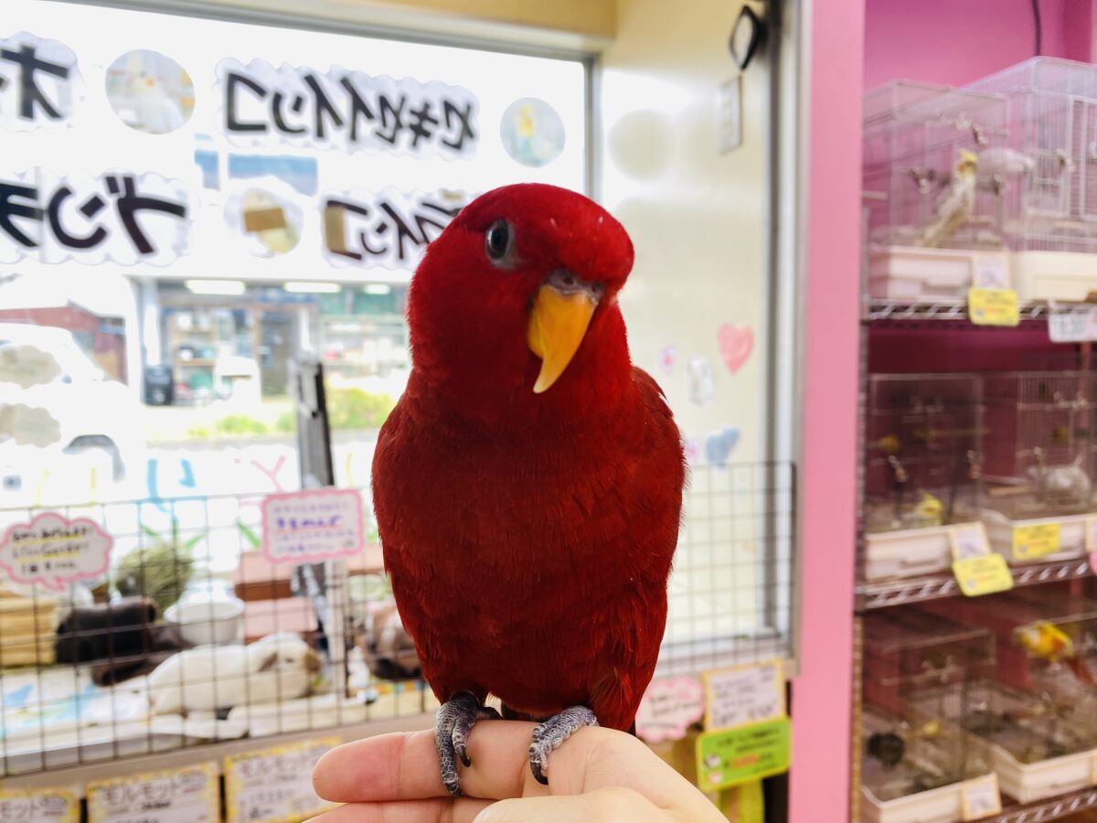 ヒインコ