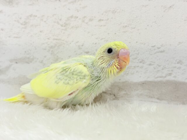 可愛さ120点💖フラワーレインボー🐣🌼セキセイインコ(パステルカラーレインボーパイド) ヒナ セキセイインコ