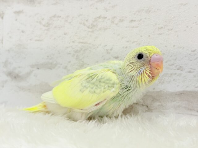 可愛さ120点💖フラワーレインボー🐣🌼セキセイインコ(パステルカラーレインボーパイド) ヒナ セキセイインコ