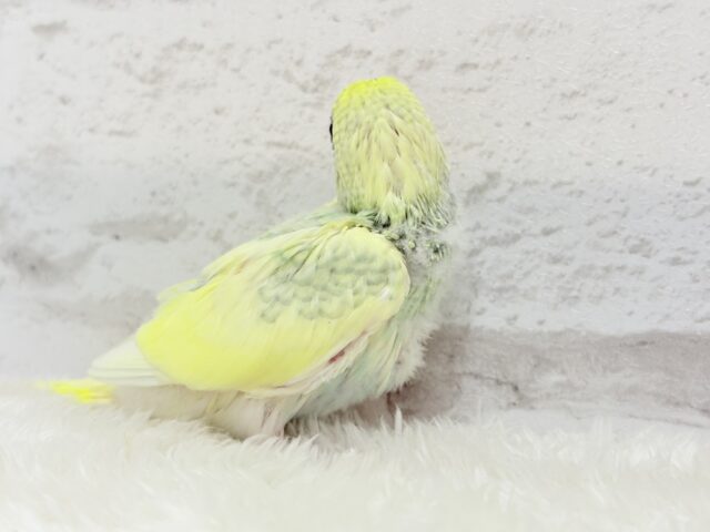 可愛さ120点💖フラワーレインボー🐣🌼セキセイインコ(パステルカラーレインボーパイド) ヒナ セキセイインコ