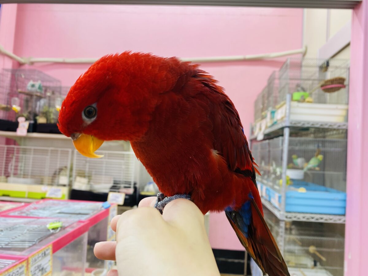 ヒインコ
