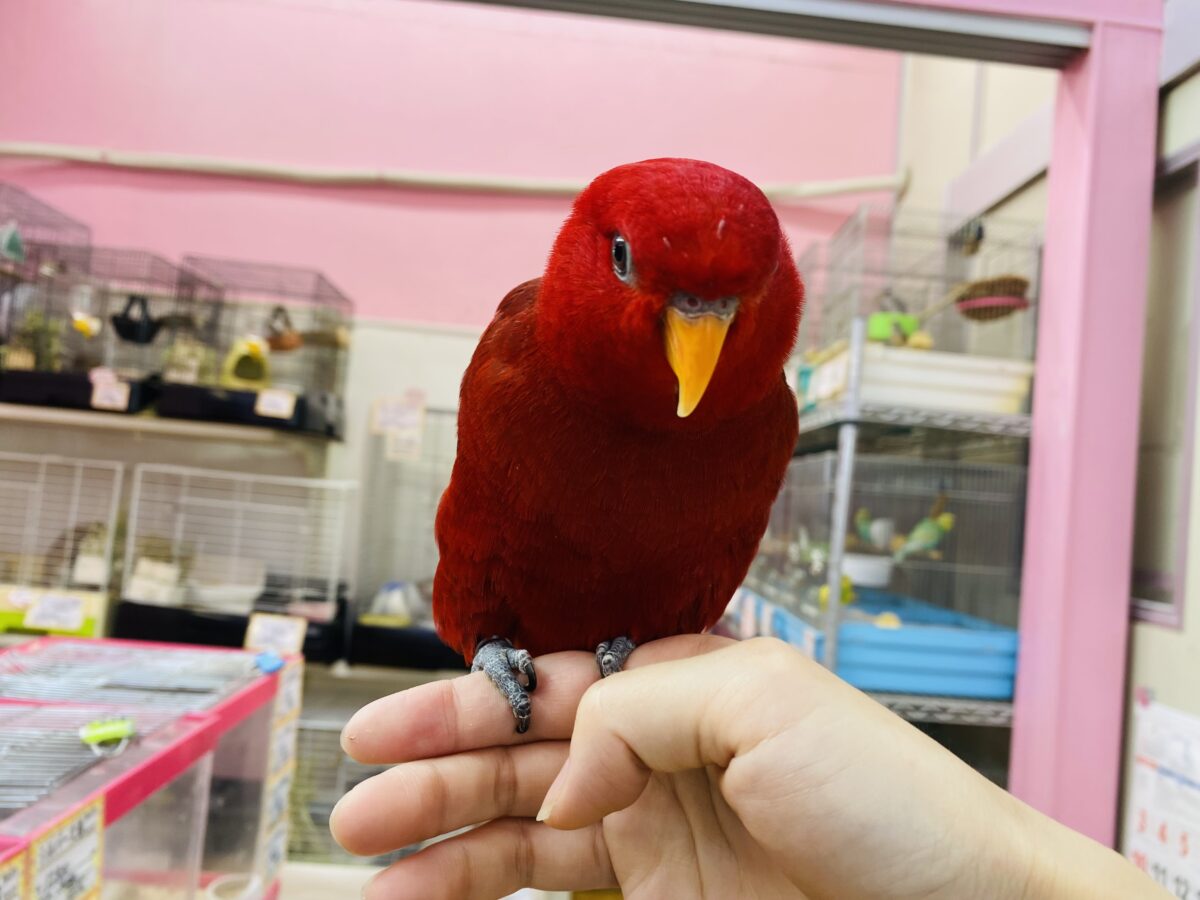 ヒインコ