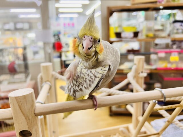 最新画像更新✨ムキッと♡パールたっぷりなオカメインコ(シナモンパール) オカメインコ