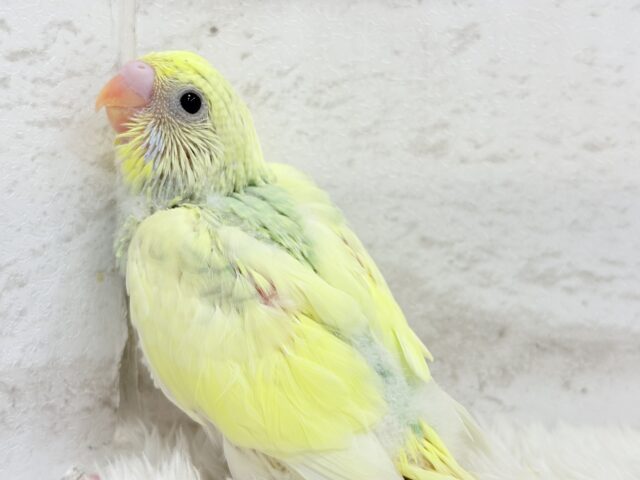 可愛さ120点💖フラワーレインボー🐣🌼セキセイインコ(パステルカラーレインボーパイド) ヒナ セキセイインコ
