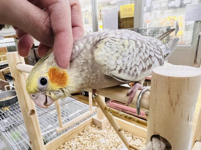 最新画像更新✨ムキッと♡パールたっぷりなオカメインコ(シナモンパール) オカメインコ