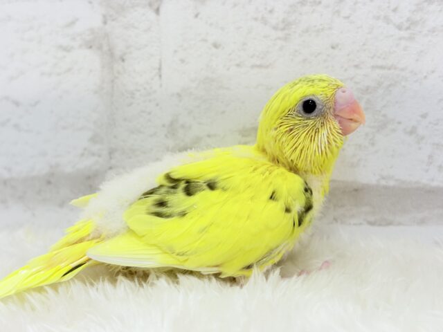 のりたまちゃん🐣💛セキセイインコ(黄色ハルクイン) ヒナ セキセイインコ