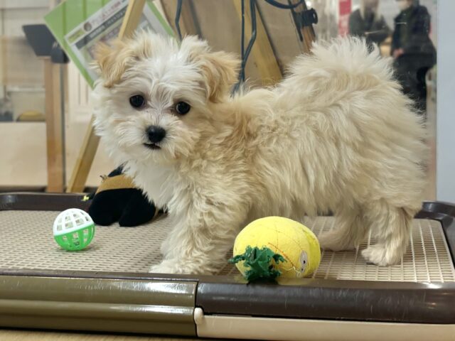 マルプー