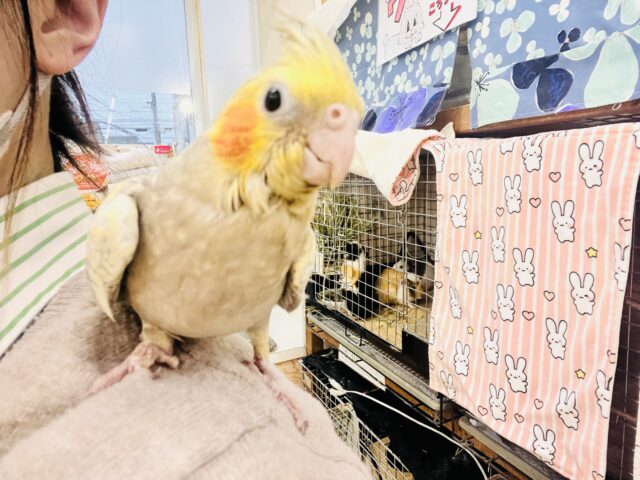 最新画像更新✨ムキッと♡パールたっぷりなオカメインコ(シナモンパール) オカメインコ