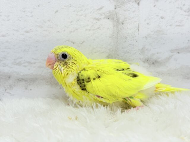 のりたまちゃん🐣💛セキセイインコ(黄色ハルクイン) ヒナ セキセイインコ