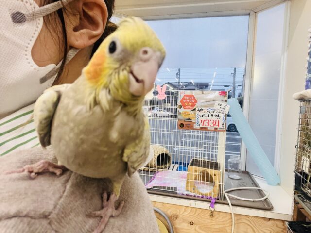 オカメインコ