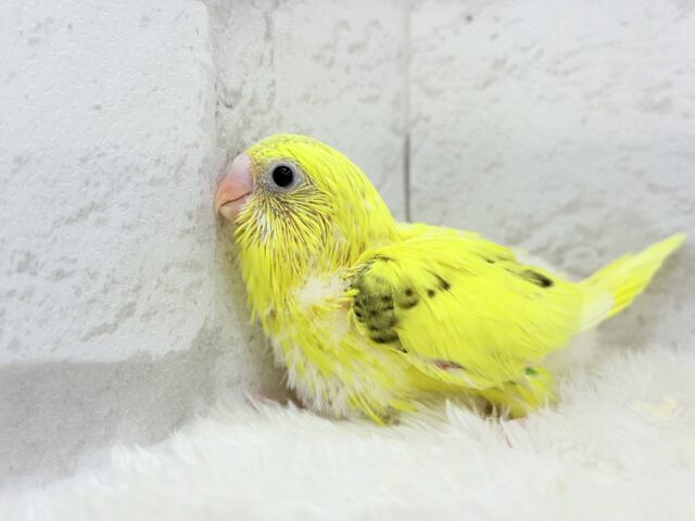 のりたまちゃん🐣💛セキセイインコ(黄色ハルクイン) ヒナ セキセイインコ