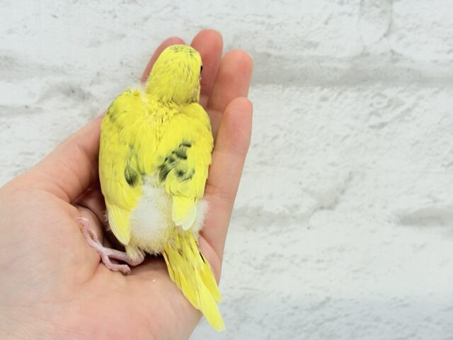 のりたまちゃん🐣💛セキセイインコ(黄色ハルクイン) ヒナ セキセイインコ