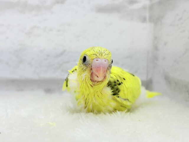 のりたまちゃん🐣💛セキセイインコ(黄色ハルクイン) ヒナ セキセイインコ