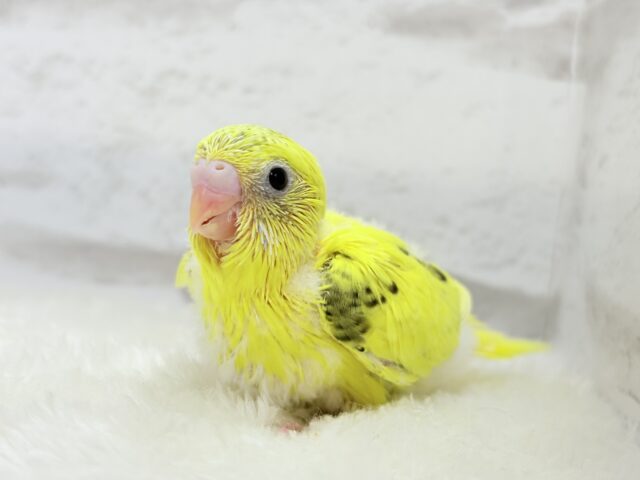 のりたまちゃん🐣💛セキセイインコ(黄色ハルクイン) ヒナ セキセイインコ