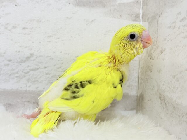 のりたまちゃん🐣💛セキセイインコ(黄色ハルクイン) ヒナ セキセイインコ