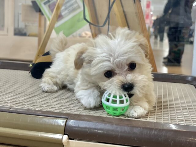 愛のジャンプなら負けない!!マルプーちゃん! マルプー