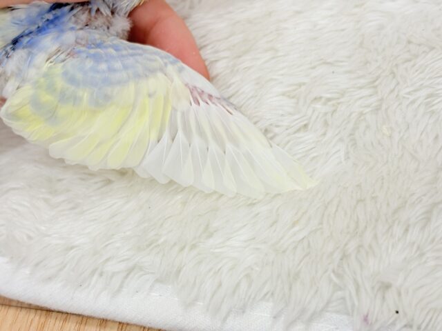 【最新画像更新🪄】ふわふわ☁️背中の花びら美しい🐣💜セキセイインコ(パステルレインボーパイド) ヒナ セキセイインコ