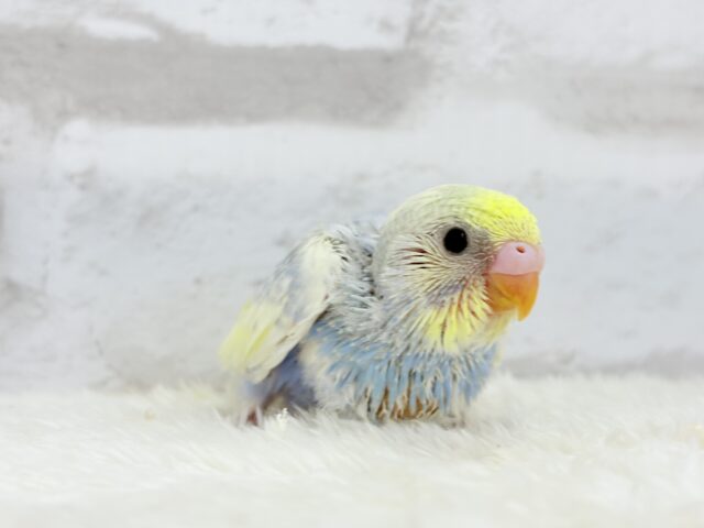 【最新画像更新🪄】ふわふわ☁️背中の花びら美しい🐣💜セキセイインコ(パステルレインボーパイド) ヒナ セキセイインコ