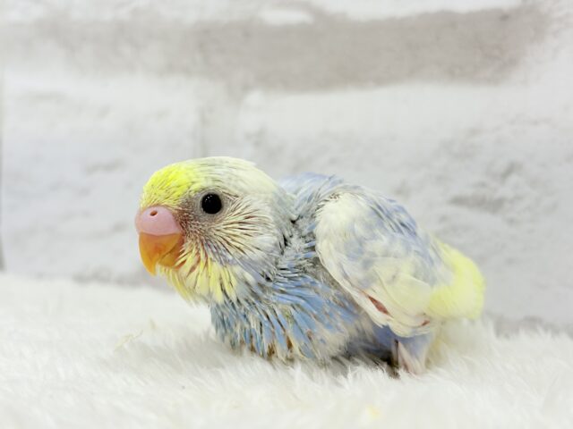 【最新画像更新🪄】ふわふわ☁️背中の花びら美しい🐣💜セキセイインコ(パステルレインボーパイド) ヒナ セキセイインコ