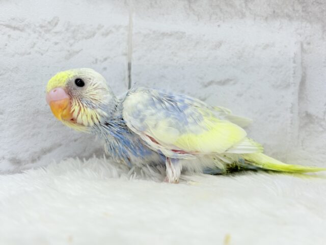 【最新画像更新🪄】ふわふわ☁️背中の花びら美しい🐣💜セキセイインコ(パステルレインボーパイド) ヒナ セキセイインコ