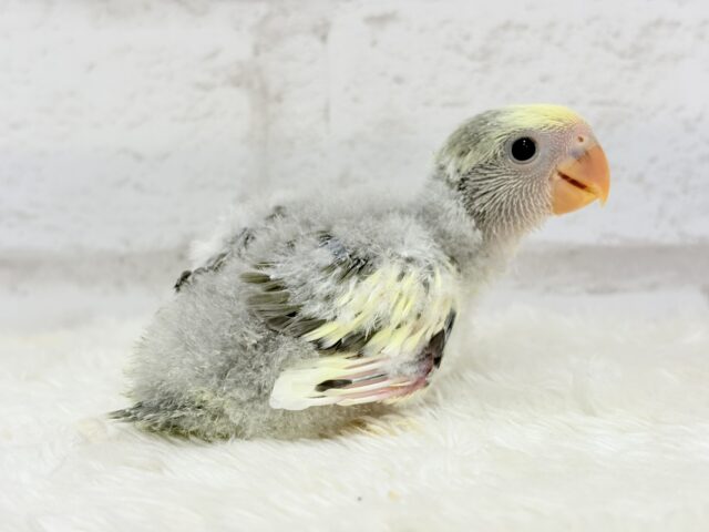 【最新画像更新🪄】美しのきゅるるんeye🐣🫧コザクラインコ(モーブパイド) ヒナ コザクラインコ(小桜インコ)