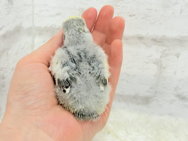【最新画像更新🪄】美しのきゅるるんeye🐣🫧コザクラインコ(モーブパイド) ヒナ コザクラインコ(小桜インコ)