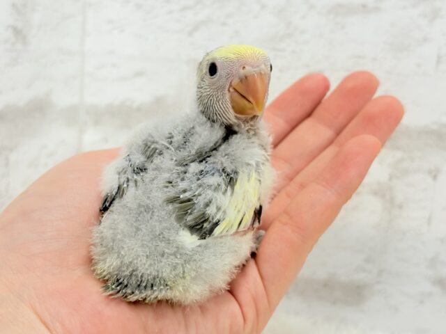 【最新画像更新🪄】美しのきゅるるんeye🐣🫧コザクラインコ(モーブパイド) ヒナ コザクラインコ(小桜インコ)