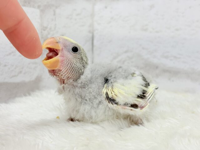 【最新画像更新🪄】美しのきゅるるんeye🐣🫧コザクラインコ(モーブパイド) ヒナ コザクラインコ(小桜インコ)