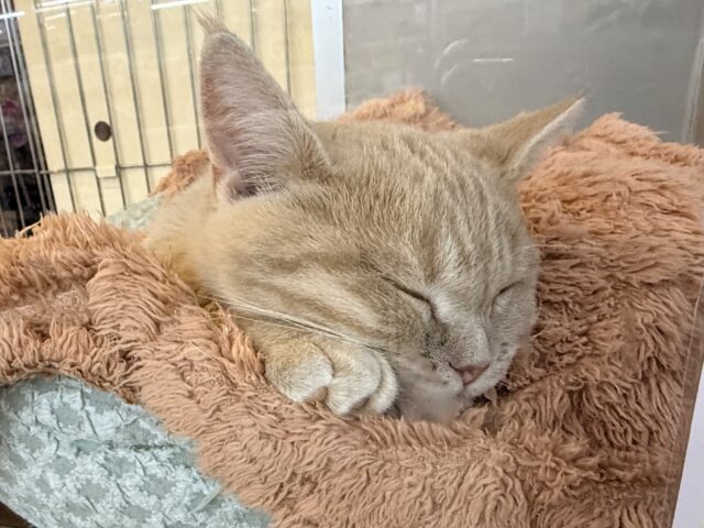 メロメロ注意❣️やんちゃなベタ慣れ君💗短足🐾マンチカンの男のコきました💫 マンチカン