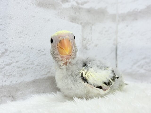 【最新画像更新🪄】美しのきゅるるんeye🐣🫧コザクラインコ(モーブパイド) ヒナ コザクラインコ(小桜インコ)
