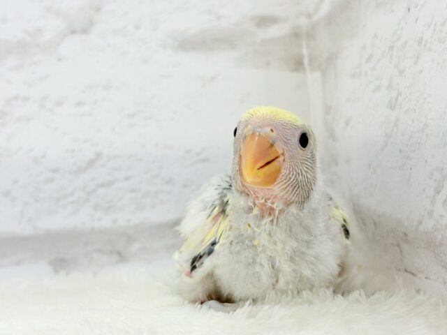 【最新画像更新🪄】美しのきゅるるんeye🐣🫧コザクラインコ(モーブパイド) ヒナ コザクラインコ(小桜インコ)