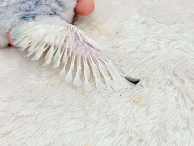 【最新画像更新🪄】真っ白でふんわりクリーミー🐣🧁💛コザクラインコ(ブルーオパーリンパイド) ヒナ コザクラインコ(小桜インコ)