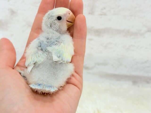 【最新画像更新🪄】真っ白でふんわりクリーミー🐣🧁💛コザクラインコ(ブルーオパーリンパイド) ヒナ コザクラインコ(小桜インコ)