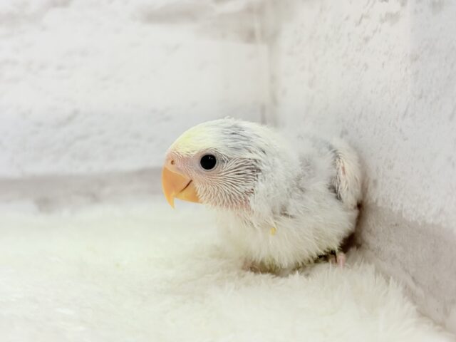 【最新画像更新🪄】真っ白でふんわりクリーミー🐣🧁💛コザクラインコ(ブルーオパーリンパイド) ヒナ コザクラインコ(小桜インコ)
