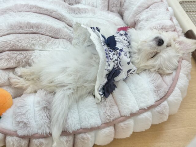 超ホヤホヤ最新画像✨たくさんペロペロするけど許してねっ♥チワマルちゃん! チワマル(マルチワ)