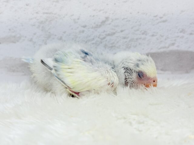 【最新画像更新🪄】真っ白でふんわりクリーミー🐣🧁💛コザクラインコ(ブルーオパーリンパイド) ヒナ コザクラインコ(小桜インコ)
