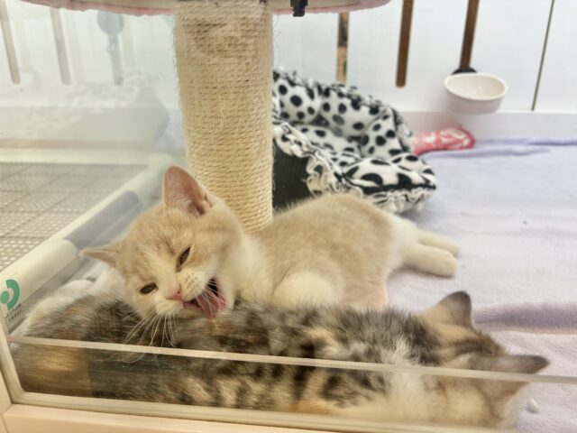 ブリティッシュショートヘア