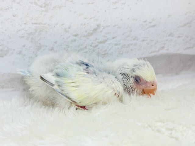 【最新画像更新🪄】真っ白でふんわりクリーミー🐣🧁💛コザクラインコ(ブルーオパーリンパイド) ヒナ コザクラインコ(小桜インコ)